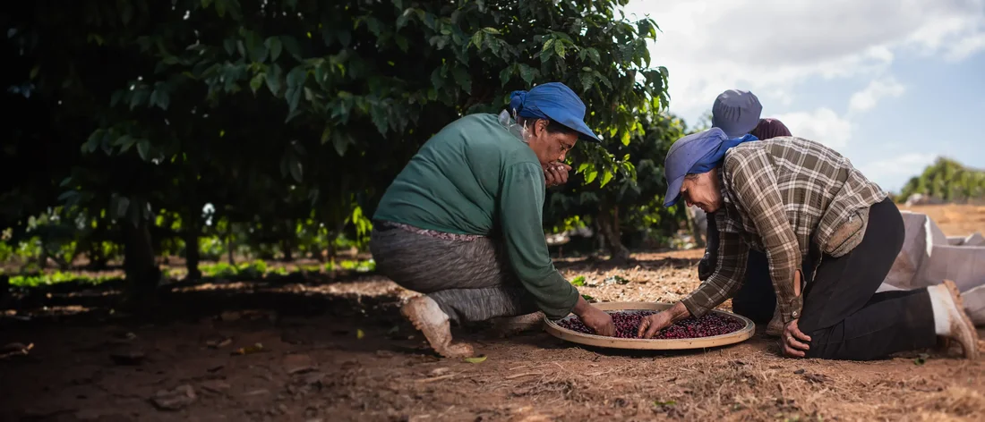 Single origin coffees